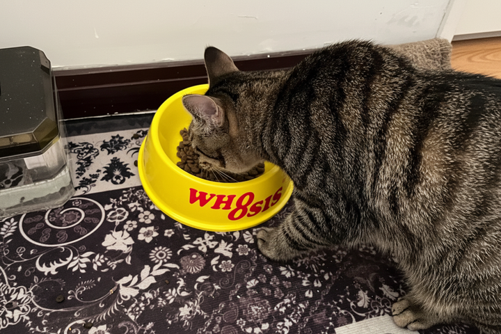 Is Your Cat a Picky Eater? 3 Proven Tips + Food Recommendations to Get Your Cat Eating Again