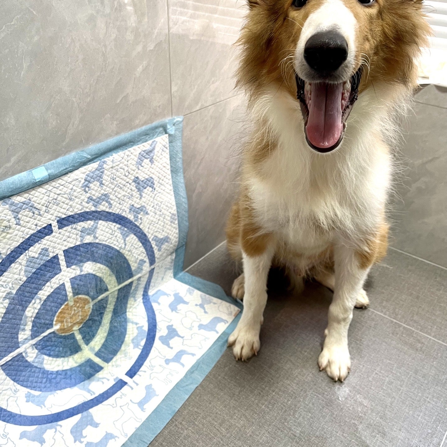 Dog Pee Pads - 7-Layer Leak-Proof, Super Absorbent, S/M/L, for Puppy Potty Training